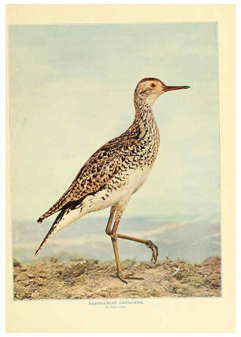 Reproducción/Reproduction 6302266058: Birds that hunt and are hunted New York :Doubleday, Page & Co.,1902, c1898