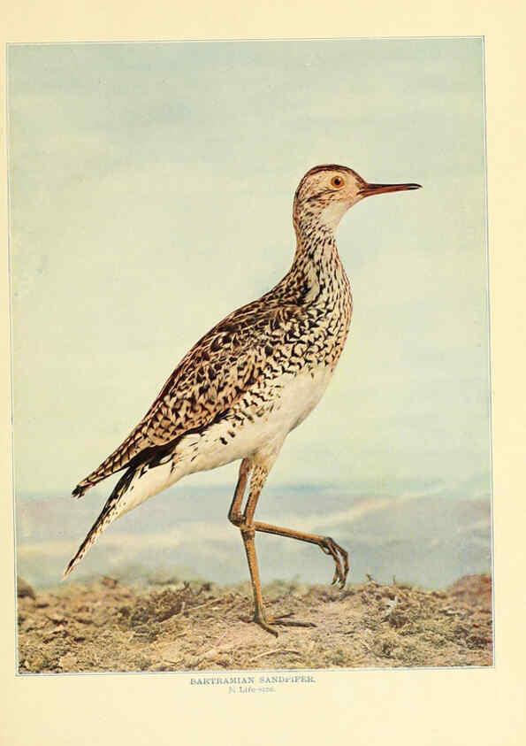 Reproducción/Reproduction 6302266058: Birds that hunt and are hunted New York :Doubleday, Page & Co.,1902, c1898