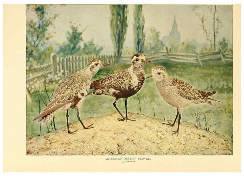 Reproducción/Reproduction 6301740365: Birds that hunt and are hunted New York :Doubleday, Page & Co.,1902, c1898