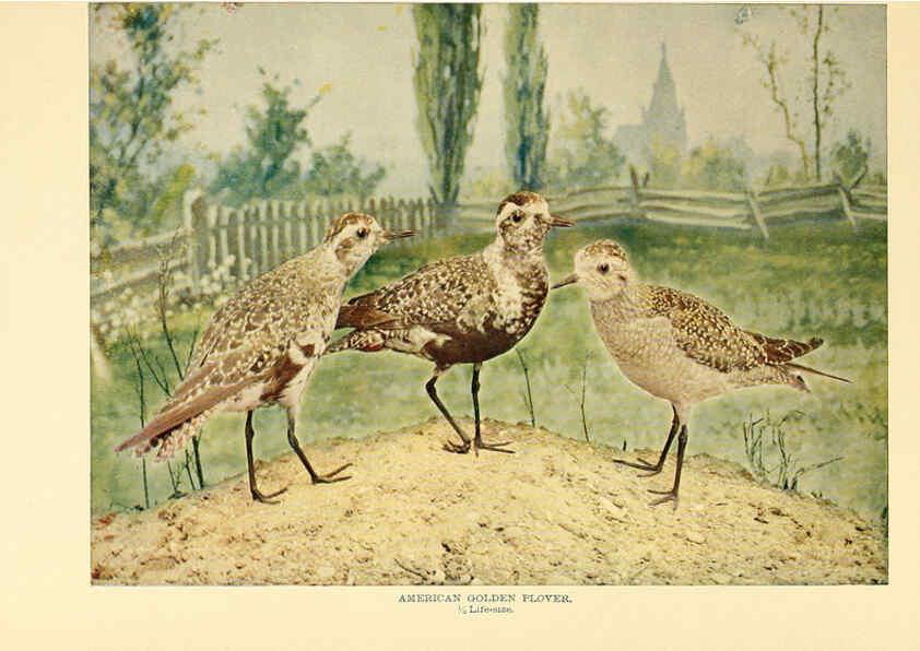 Reproducción/Reproduction 6301740365: Birds that hunt and are hunted New York :Doubleday, Page & Co.,1902, c1898