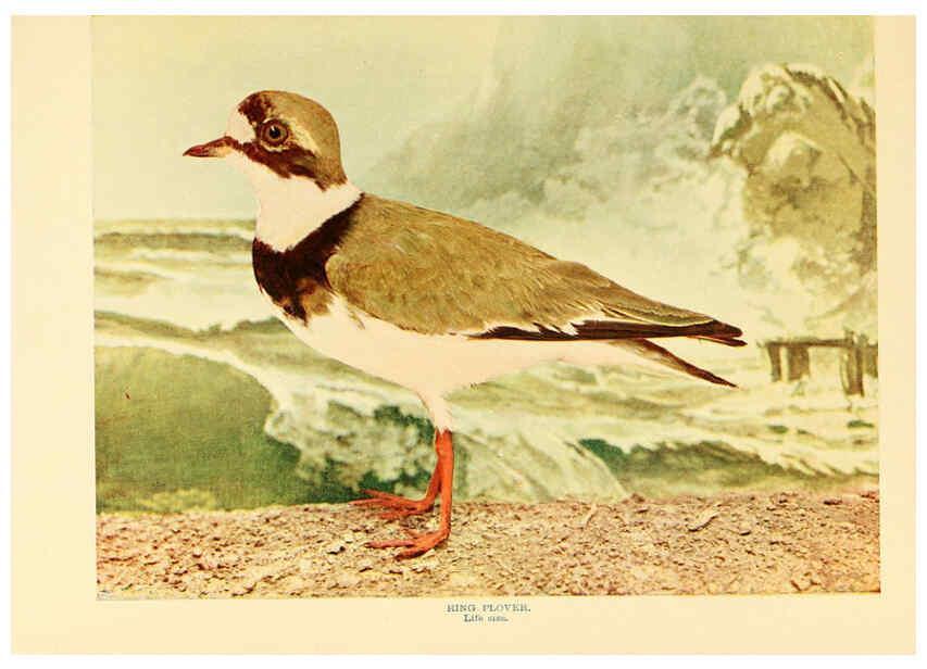 Reproducción/Reproduction 6301740621: Birds that hunt and are hunted New York :Doubleday, Page & Co.,1902, c1898