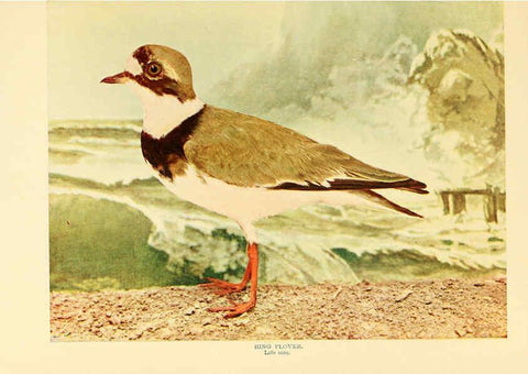Reproducción/Reproduction 6301740621: Birds that hunt and are hunted New York :Doubleday, Page & Co.,1902, c1898