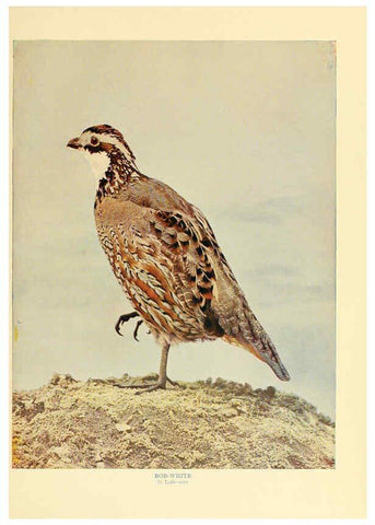 Reproducción/Reproduction 6301740807: Birds that hunt and are hunted New York :Doubleday, Page & Co.,1902, c1898