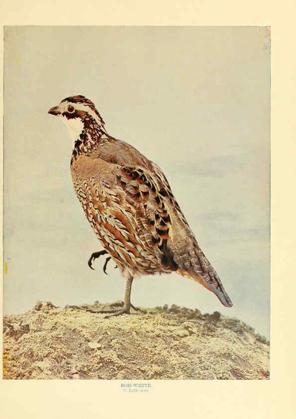 Reproducción/Reproduction 6301740807: Birds that hunt and are hunted New York :Doubleday, Page & Co.,1902, c1898