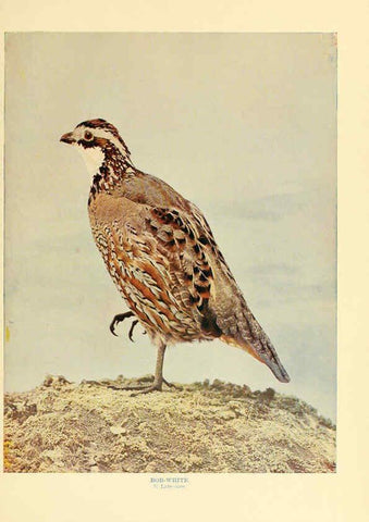 Reproducción/Reproduction 6301740807: Birds that hunt and are hunted New York :Doubleday, Page & Co.,1902, c1898