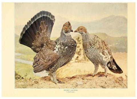 Reproducción/Reproduction 6302266982: Birds that hunt and are hunted New York :Doubleday, Page & Co.,1902, c1898