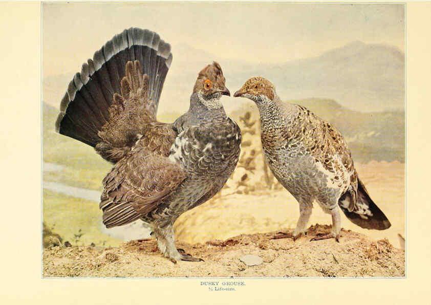 Reproducción/Reproduction 6302266982: Birds that hunt and are hunted New York :Doubleday, Page & Co.,1902, c1898