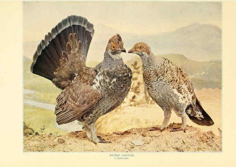Reproducción/Reproduction 6302266982: Birds that hunt and are hunted New York :Doubleday, Page & Co.,1902, c1898