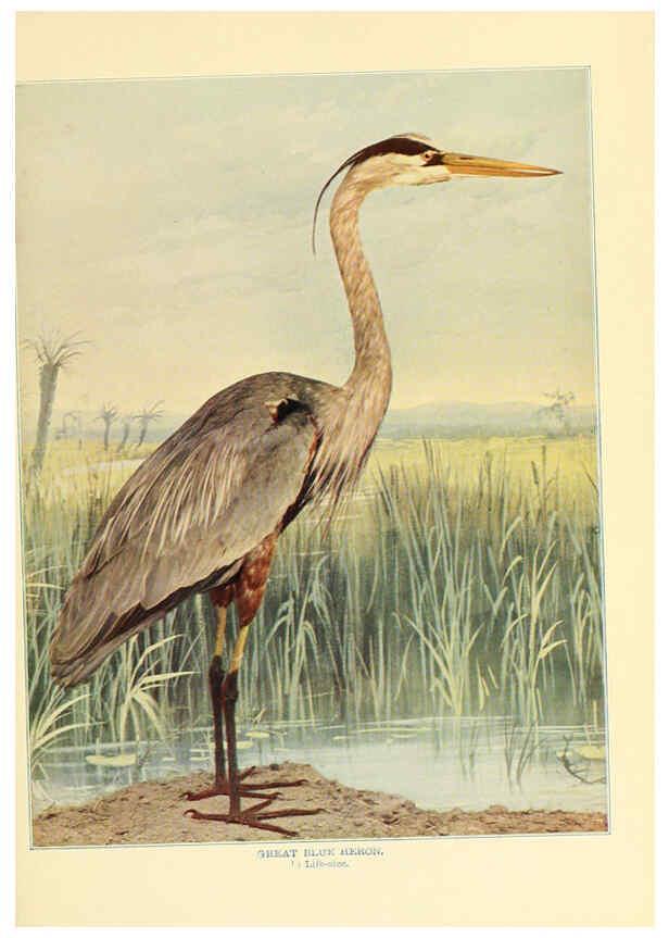 Reproducción/Reproduction 6301737829: Birds that hunt and are hunted New York :Doubleday, Page & Co.,1902, c1898