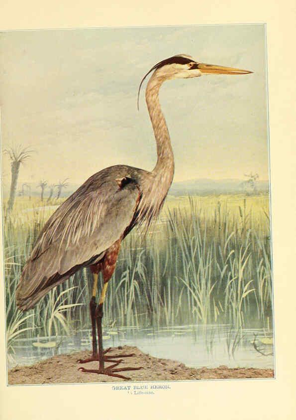 Reproducción/Reproduction 6301737829: Birds that hunt and are hunted New York :Doubleday, Page & Co.,1902, c1898