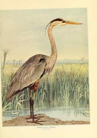 Reproducción/Reproduction 6301737829: Birds that hunt and are hunted New York :Doubleday, Page & Co.,1902, c1898