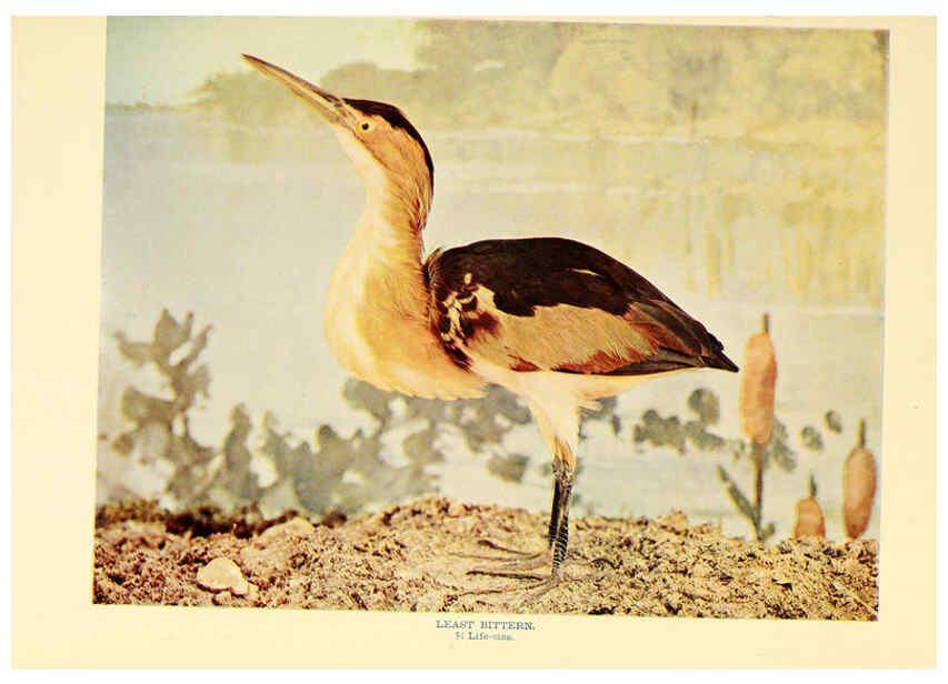 Reproducción/Reproduction 6301737575: Birds that hunt and are hunted New York :Doubleday, Page & Co.,1902, c1898