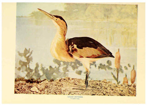 Reproducción/Reproduction 6301737575: Birds that hunt and are hunted New York :Doubleday, Page & Co.,1902, c1898