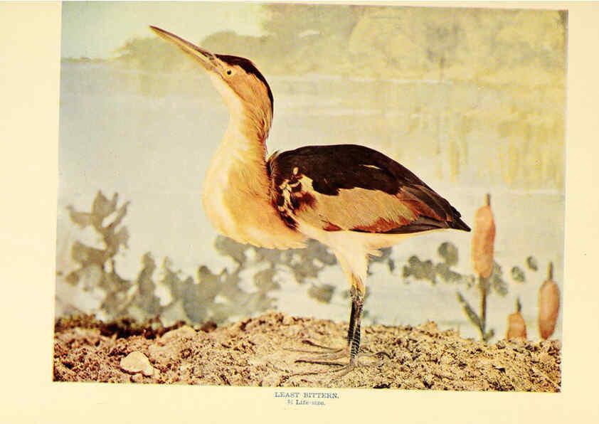 Reproducción/Reproduction 6301737575: Birds that hunt and are hunted New York :Doubleday, Page & Co.,1902, c1898