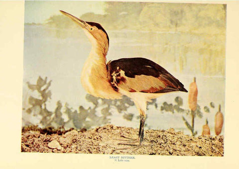 Reproducción/Reproduction 6301737575: Birds that hunt and are hunted New York :Doubleday, Page & Co.,1902, c1898