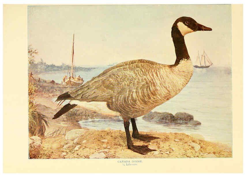 Reproducción/Reproduction 6302263426: Birds that hunt and are hunted New York :Doubleday, Page & Co.,1902, c1898
