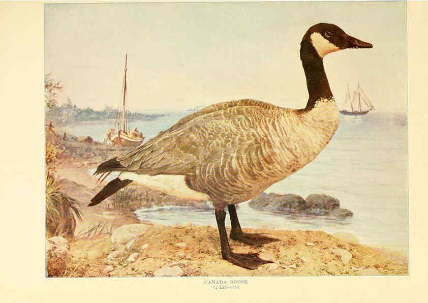 Reproducción/Reproduction 6302263426: Birds that hunt and are hunted New York :Doubleday, Page & Co.,1902, c1898
