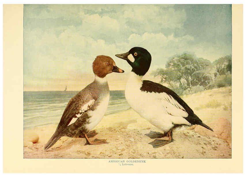 Reproducción/Reproduction 6302263232: Birds that hunt and are hunted New York :Doubleday, Page & Co.,1902, c1898