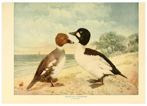 Reproducción/Reproduction 6302263232: Birds that hunt and are hunted New York :Doubleday, Page & Co.,1902, c1898