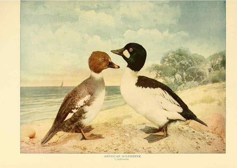 Reproducción/Reproduction 6302263232: Birds that hunt and are hunted New York :Doubleday, Page & Co.,1902, c1898