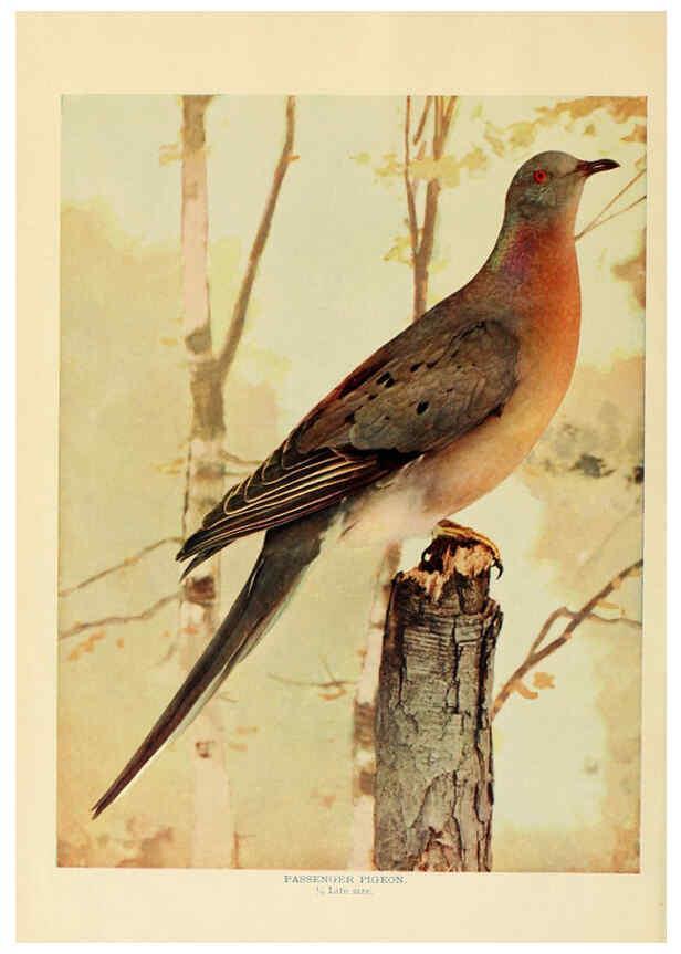 Reproducción/Reproduction 6301733487: Birds that hunt and are hunted New York :Doubleday, Page & Co.,1902, c1898