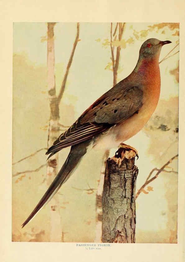 Reproducción/Reproduction 6301733487: Birds that hunt and are hunted New York :Doubleday, Page & Co.,1902, c1898