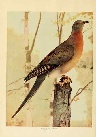Reproducción/Reproduction 6301733487: Birds that hunt and are hunted New York :Doubleday, Page & Co.,1902, c1898