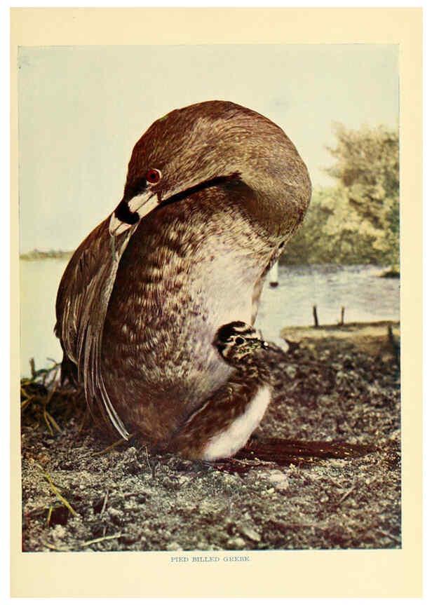 Reproducción/Reproduction 6301733731: Birds that hunt and are hunted New York :Doubleday, Page & Co.,1902, c1898