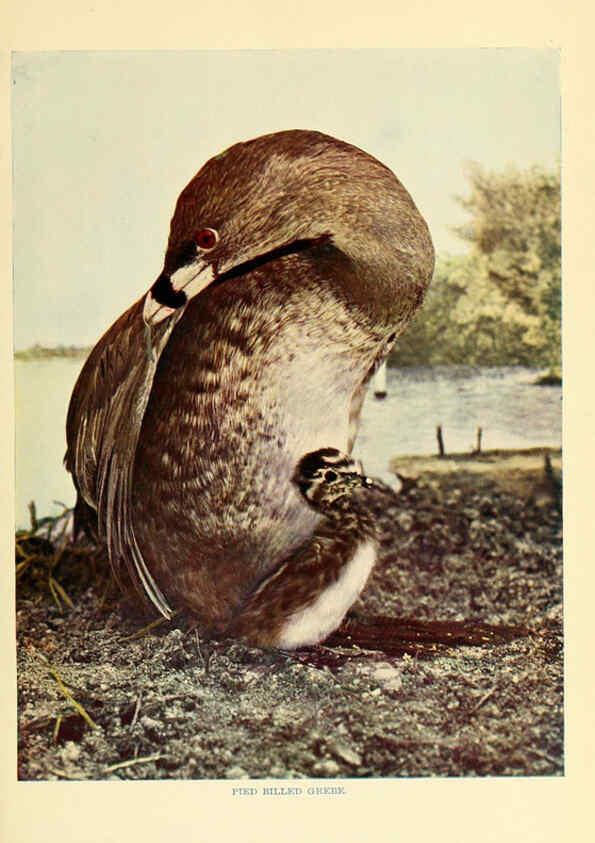 Reproducción/Reproduction 6301733731: Birds that hunt and are hunted New York :Doubleday, Page & Co.,1902, c1898