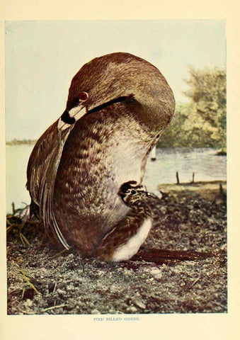 Reproducción/Reproduction 6301733731: Birds that hunt and are hunted New York :Doubleday, Page & Co.,1902, c1898