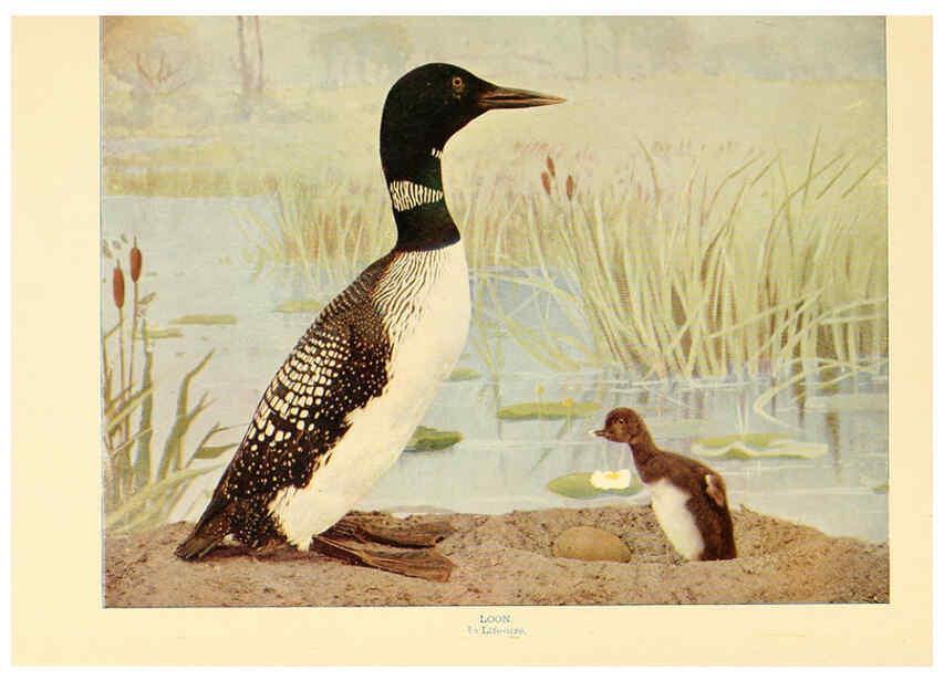 Reproducción/Reproduction 6301733999: Birds that hunt and are hunted New York :Doubleday, Page & Co.,1902, c1898