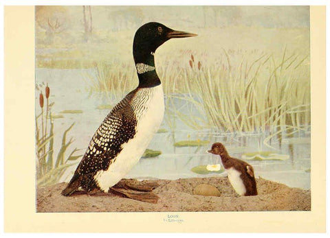 Reproducción/Reproduction 6301733999: Birds that hunt and are hunted New York :Doubleday, Page & Co.,1902, c1898