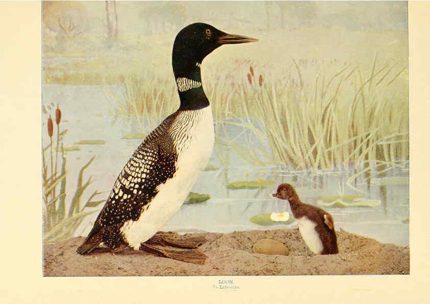 Reproducción/Reproduction 6301733999: Birds that hunt and are hunted New York :Doubleday, Page & Co.,1902, c1898
