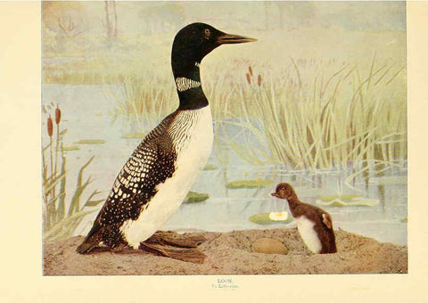 Reproducción/Reproduction 6301733999: Birds that hunt and are hunted New York :Doubleday, Page & Co.,1902, c1898