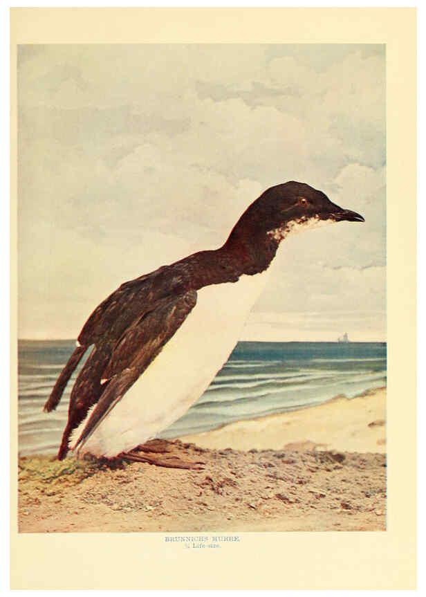 Reproducción/Reproduction 6302260490: Birds that hunt and are hunted New York :Doubleday, Page & Co.,1902, c1898