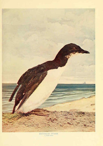 Reproducción/Reproduction 6302260490: Birds that hunt and are hunted New York :Doubleday, Page & Co.,1902, c1898