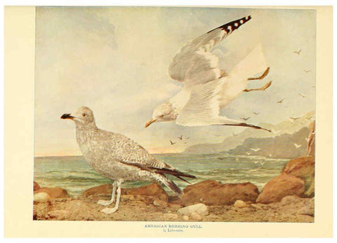 Reproducción/Reproduction 6302260708: Birds that hunt and are hunted New York :Doubleday, Page & Co.,1902, c1898
