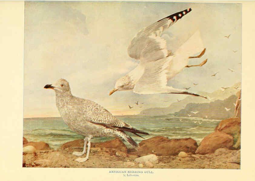 Reproducción/Reproduction 6302260708: Birds that hunt and are hunted New York :Doubleday, Page & Co.,1902, c1898