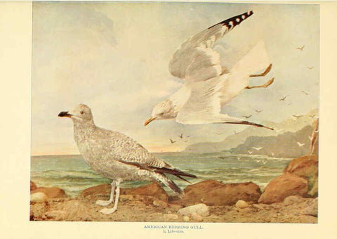 Reproducción/Reproduction 6302260708: Birds that hunt and are hunted New York :Doubleday, Page & Co.,1902, c1898