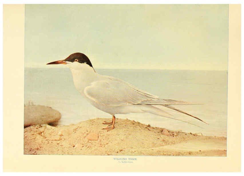Reproducción/Reproduction 6301734573: Birds that hunt and are hunted New York :Doubleday, Page & Co.,1902, c1898