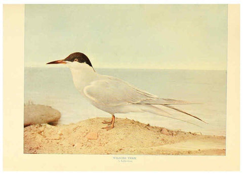 Reproducción/Reproduction 6301734573: Birds that hunt and are hunted New York :Doubleday, Page & Co.,1902, c1898