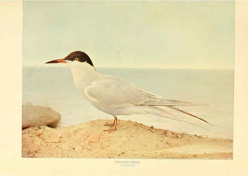 Reproducción/Reproduction 6301734573: Birds that hunt and are hunted New York :Doubleday, Page & Co.,1902, c1898