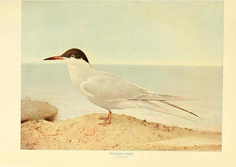 Reproducción/Reproduction 6301734573: Birds that hunt and are hunted New York :Doubleday, Page & Co.,1902, c1898