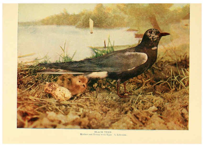 Reproducción/Reproduction 6302261056: Birds that hunt and are hunted New York :Doubleday, Page & Co.,1902, c1898