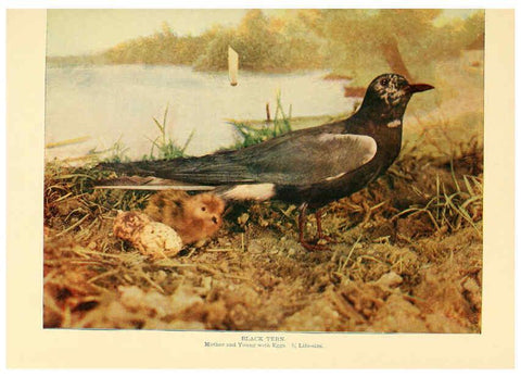 Reproducción/Reproduction 6302261056: Birds that hunt and are hunted New York :Doubleday, Page & Co.,1902, c1898