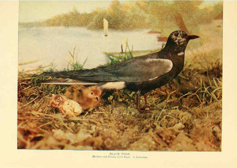 Reproducción/Reproduction 6302261056: Birds that hunt and are hunted New York :Doubleday, Page & Co.,1902, c1898