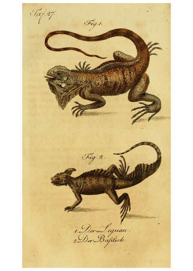 Reproducción/Reproduction 6299305778: Herrn de la Cepede's Naturgeschichte der Amphibien. v.1. Weimar :Verlage des Industrie = Comptoir's,1800-1802