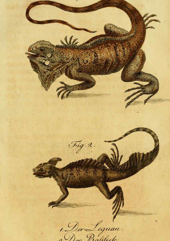 Reproducción/Reproduction 6299305778: Herrn de la Cepede's Naturgeschichte der Amphibien. v.1. Weimar :Verlage des Industrie = Comptoir's,1800-1802
