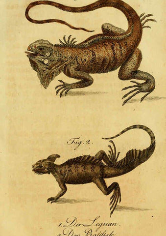Reproducción/Reproduction 6299305778: Herrn de la Cepede's Naturgeschichte der Amphibien. v.1. Weimar :Verlage des Industrie = Comptoir's,1800-1802