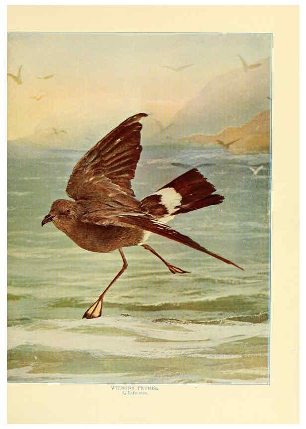 Reproducción/Reproduction 6302261306: Birds that hunt and are hunted New York :Doubleday, Page & Co.,1902, c1898